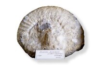 F 02054
<br/>
<br/>
<em></em>